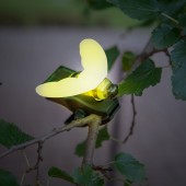 Decor solar cu cleme - buburuza, fluture, albina - 11 x 6,5 x 10 cm - LED alb